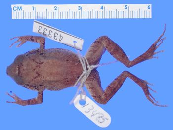 Media type: image; Herpetology A-43333